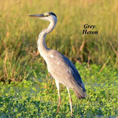 Grey Heron